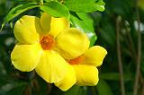 Fleurs 063